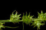 Bur-reed sedge